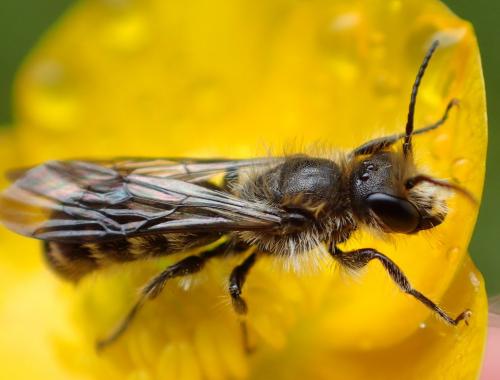 Chelostoma florisomne